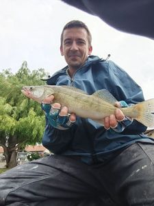 Zander
