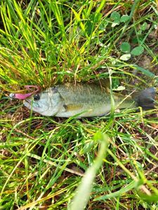 Largemouth Bass