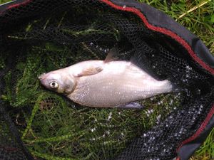 Common Bream