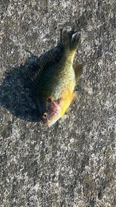 Green Sunfish