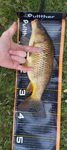 Common Carp