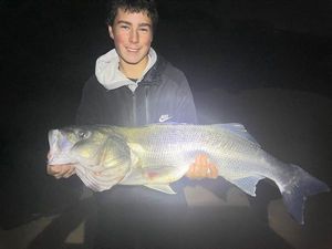 European Bass (Seabass)