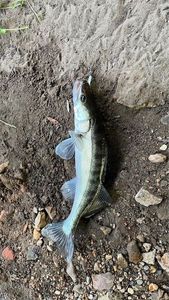 Zander