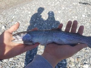 Rainbow Trout