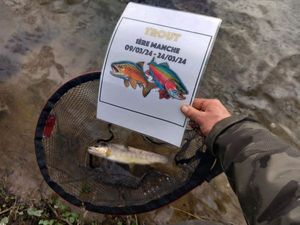 Brown Trout