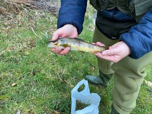 Brown Trout