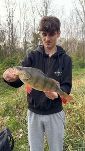 European Perch