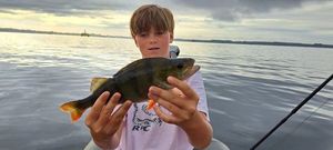 European Perch
