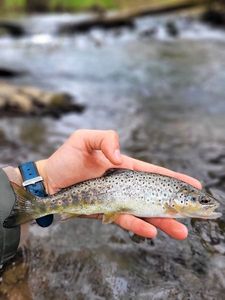 Brown Trout