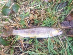Brown Trout