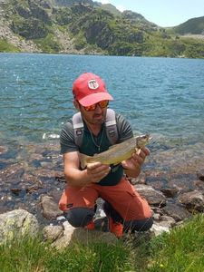 Brown Trout