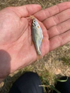 Common Minnow