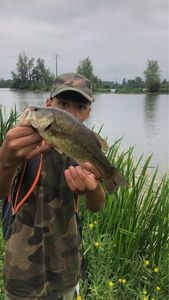 Largemouth Bass