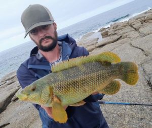 Ballan Wrasse