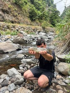 Rainbow Trout