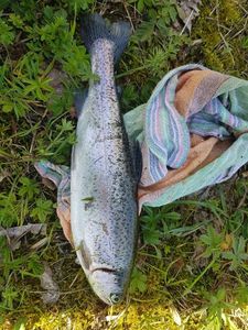 Rainbow Trout