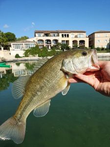 Largemouth Bass
