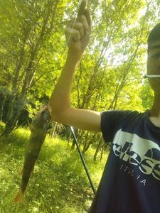 European Perch