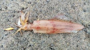 European Squid