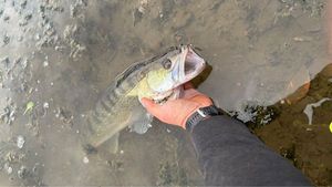 Zander