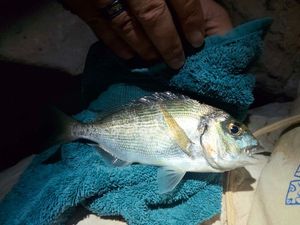 Gilthead Seabream