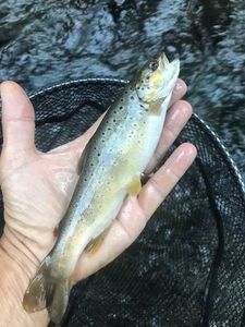 Brown Trout