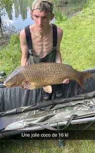 Common Carp