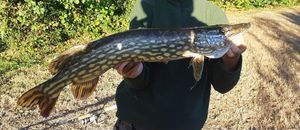 Northern Pike