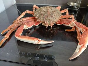 European Spider Crab