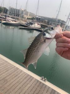Spotted Seabass