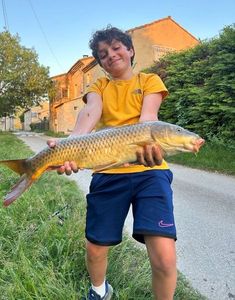 Common Carp