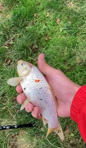 Koï Fish