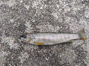 Brown Trout
