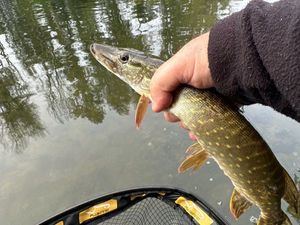 Northern Pike