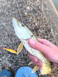 Northern Pike