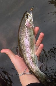 Rainbow Trout