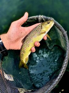 Brown Trout