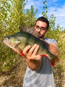 European Perch