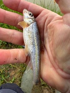 Gudgeon