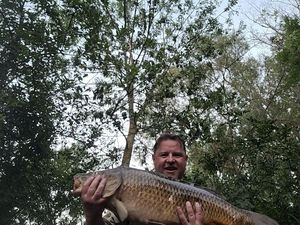Common Carp