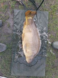 Mirror Carp