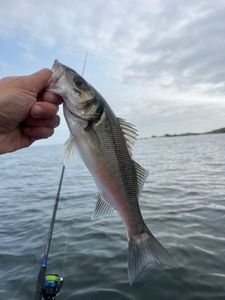 European Bass (Seabass)