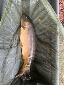 Mirror Carp