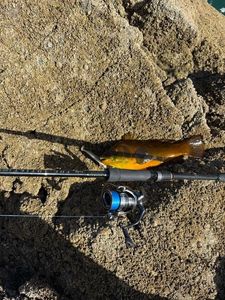 Ballan Wrasse