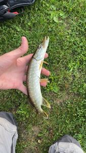 Northern Pike