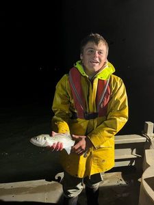 Spotted Seabass