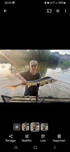 Dabry's Sturgeon