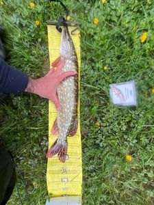 Northern Pike