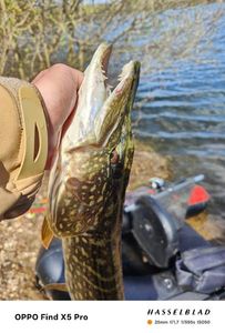 Northern Pike
