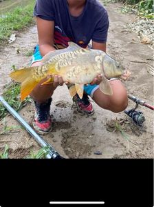Common Carp